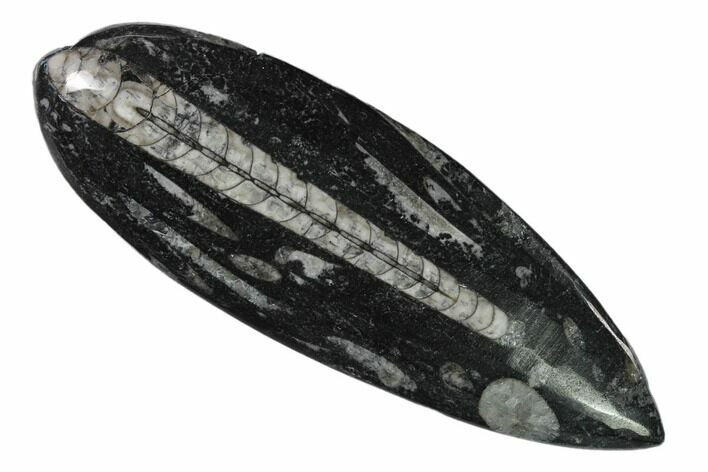 Polished Fossil Orthoceras (Cephalopod) - Morocco #138269